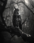 Midnight Perch Owl Wall Art