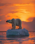 Polar Bear Wall Art